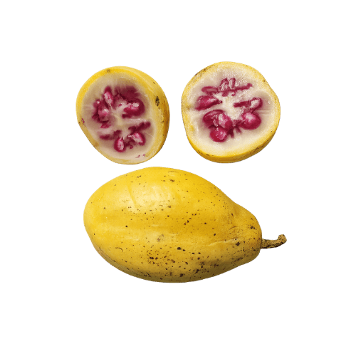 Solanum