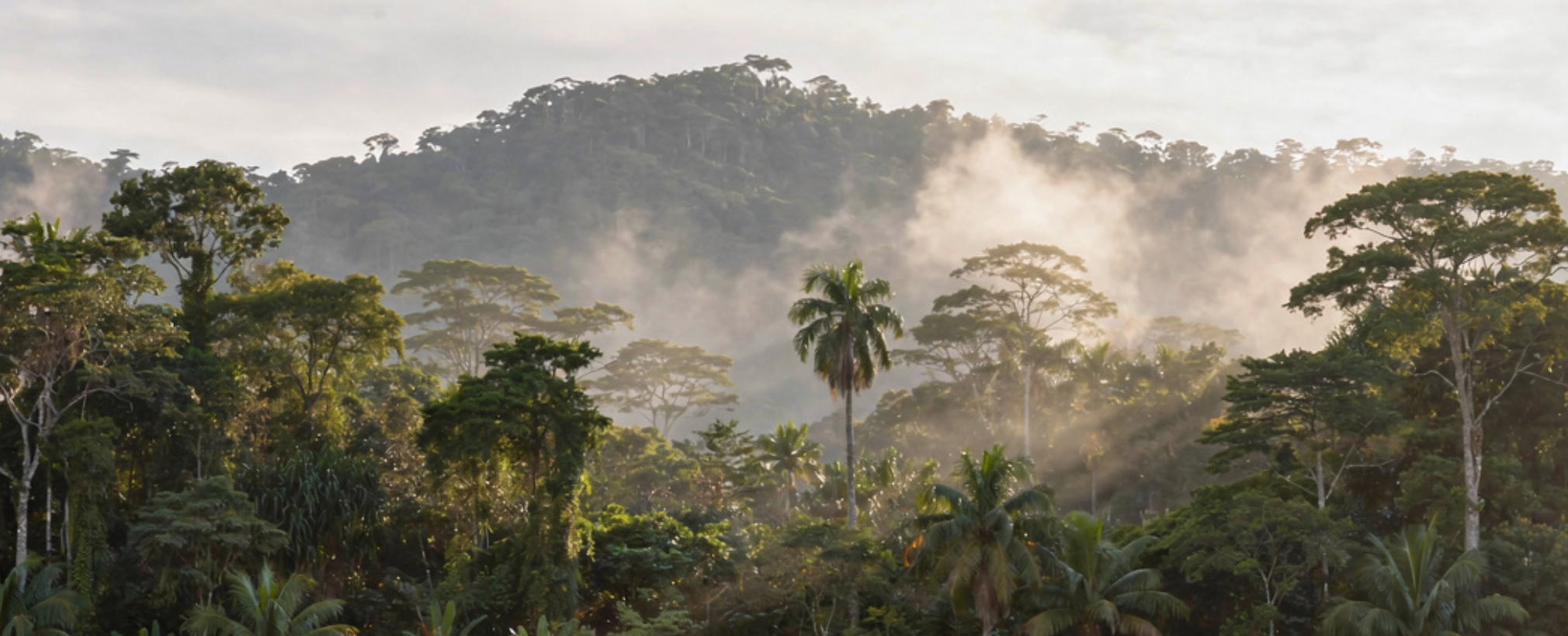 THE GENETIC CODE OF THE WILD