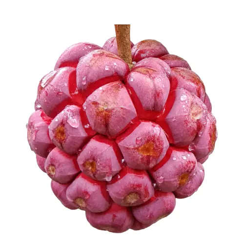 kadsura